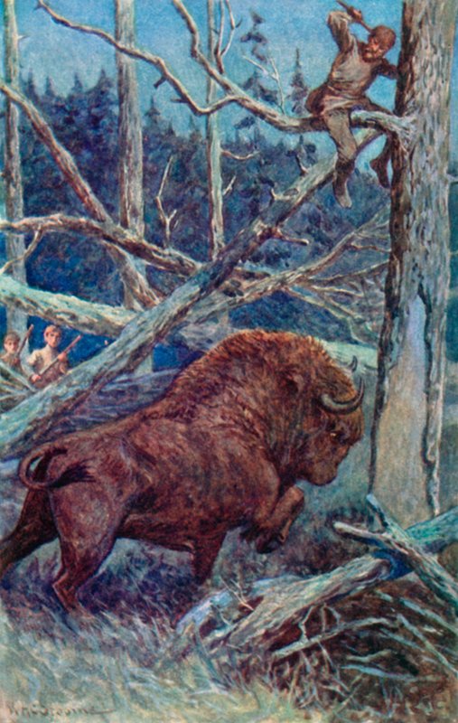 Bizon ve svém vzteku hrabal do země od William Henry Charles Groome