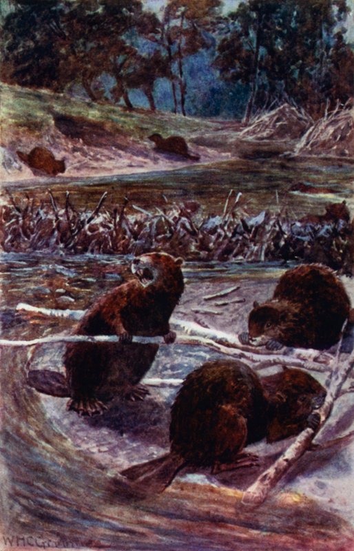 „Postaví přehradu přes potok“ (barva litho) od William Henry Charles Groome