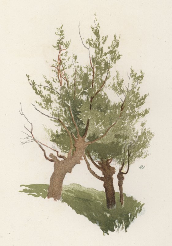Stromy: Vrba (barva lito) od William Henry James (after) Boot