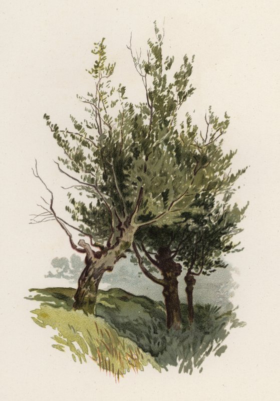 Stromy: Vrba (barva lito) od William Henry James (after) Boot