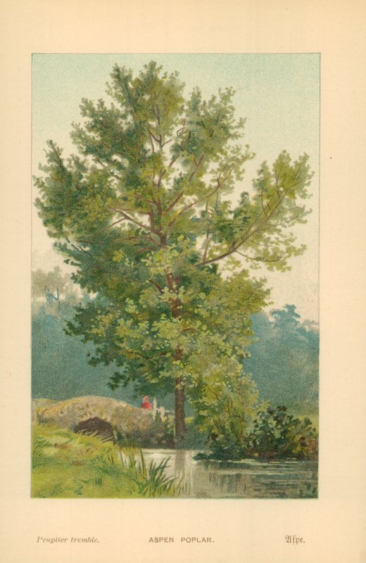 Topol osika od William Henry James Boot
