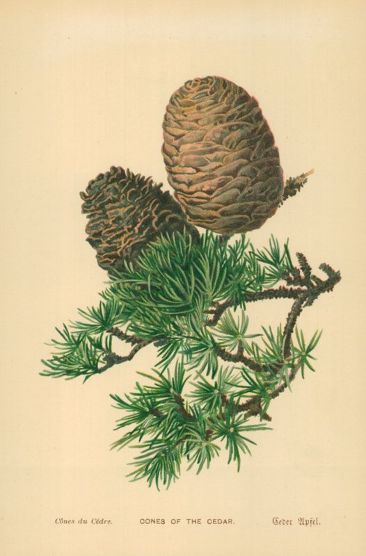 Šišky cedru od William Henry James Boot
