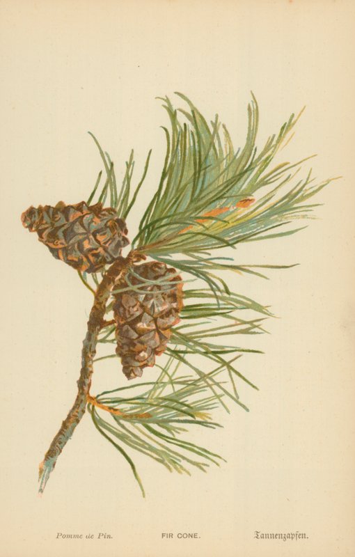 Jedlová šiška od William Henry James Boot