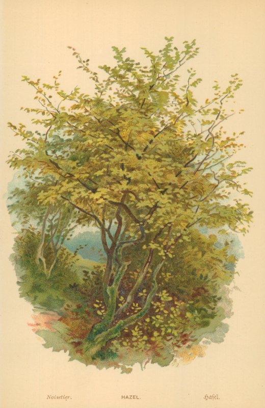 Líska od William Henry James Boot