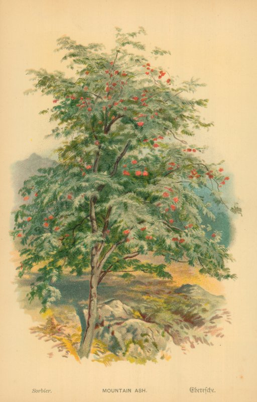 Mountain Ash od William Henry James Boot