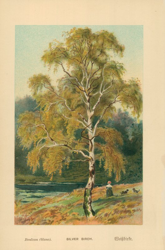 Stříbrná bříza od William Henry James Boot
