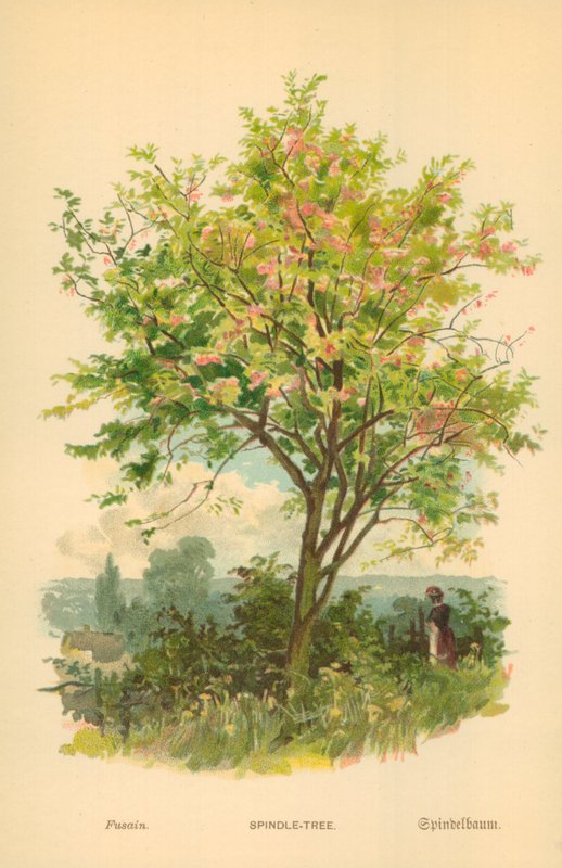 Vřetenový strom od William Henry James Boot