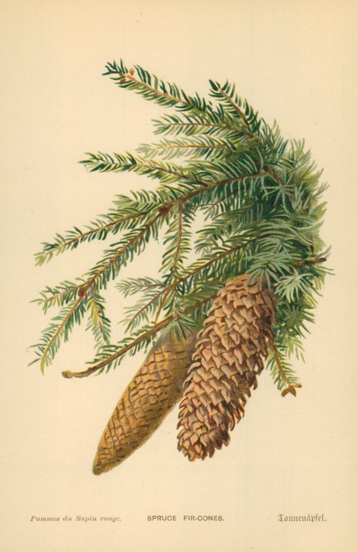 Smrkové šišky od William Henry James Boot