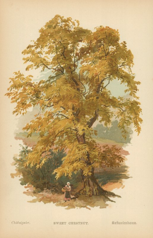 Sladký kaštan od William Henry James Boot