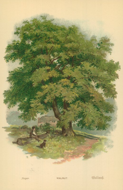 Vlašský ořech od William Henry James Boot