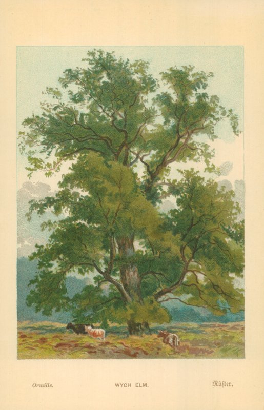 Wych Elm od William Henry James Boot