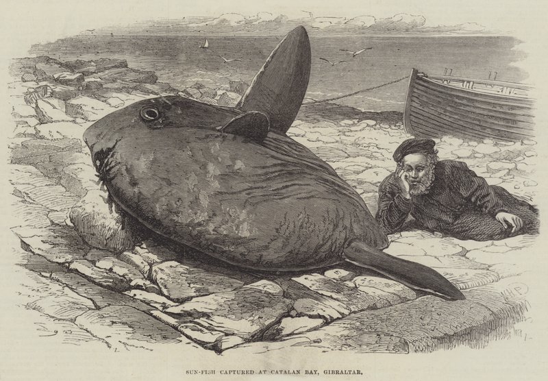 Sun-Fish zachycené v Catalan Bay, Gibraltar od William Henry Pike