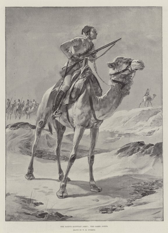 Domorodá egyptská armáda, Velbloudí sbor od William Heysham Overend