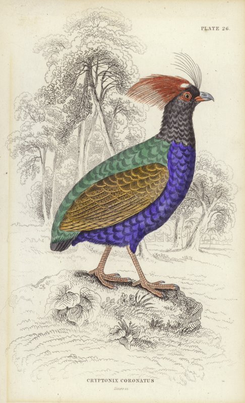 Cryptonix Coronatus od William Home Lizars