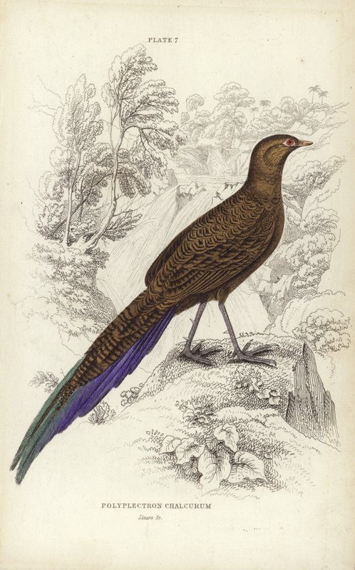 Polyplectron Chalcurum od William Home Lizars
