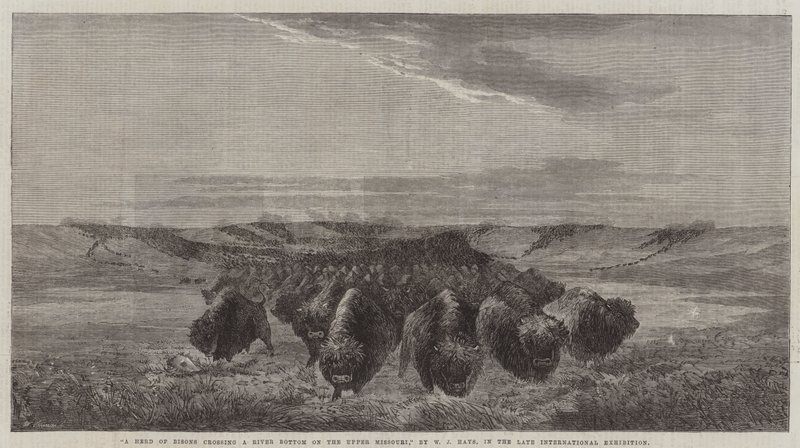 Stádo bizonů překračující dno řeky na Upper Missouri, na pozdní mezinárodní výstavě od William Jacob, Sr. Hays