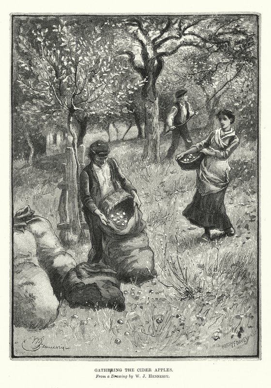 Sbírání jablek (litografie) od William John Hennessy