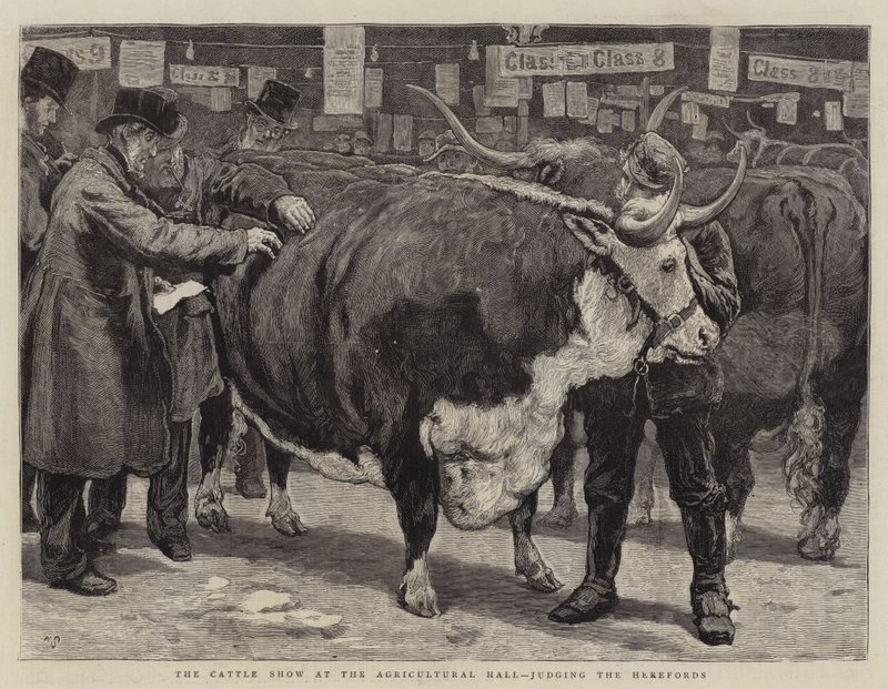 The Cattle Show v Agricultural Hall, posuzování Herefordů od William Small