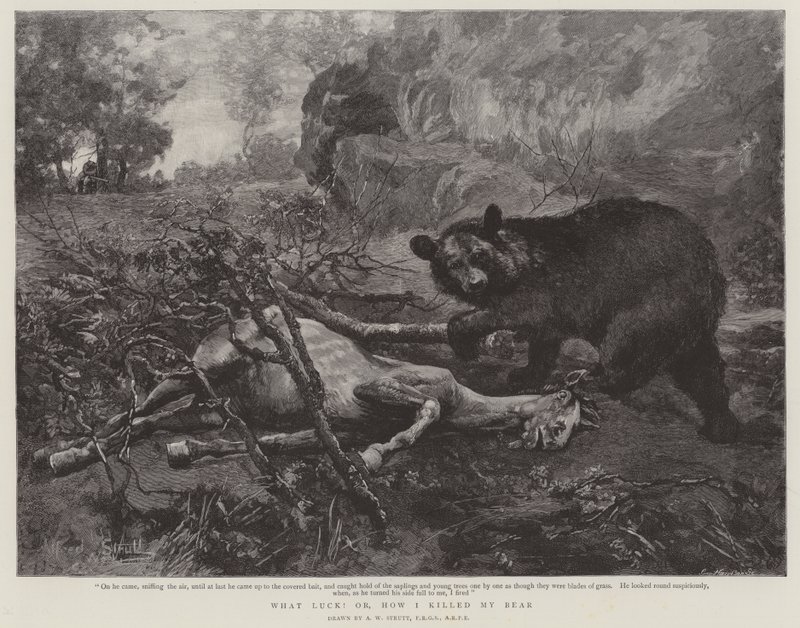 Jaké štěstí! nebo Jak jsem zabil svého medvěda od William Strutt