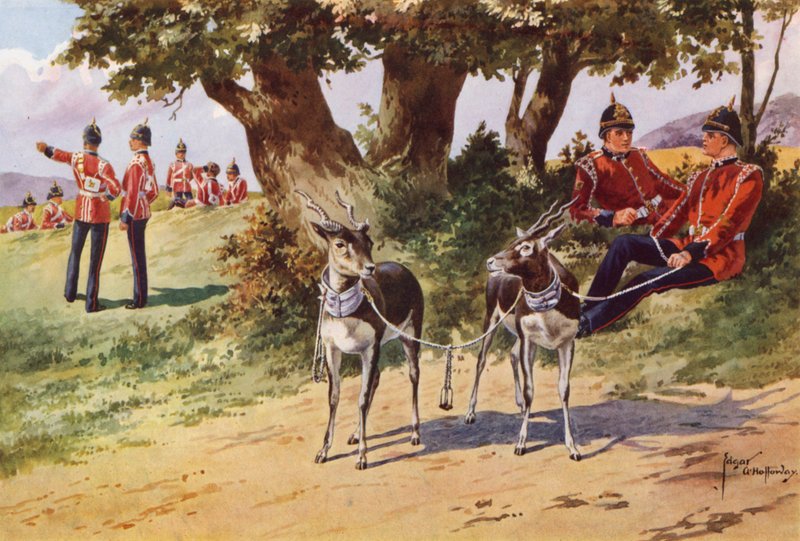 Pet antilopy z Royal Warwickshire Regiment od after Edgar Alfred Holloway