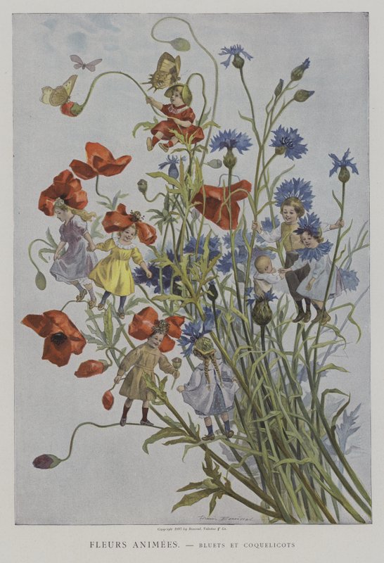 Anime Fleurs. Bleuets et Coquelicots. (Animované květiny: chrpy a máky) od after Firmin Bouisset