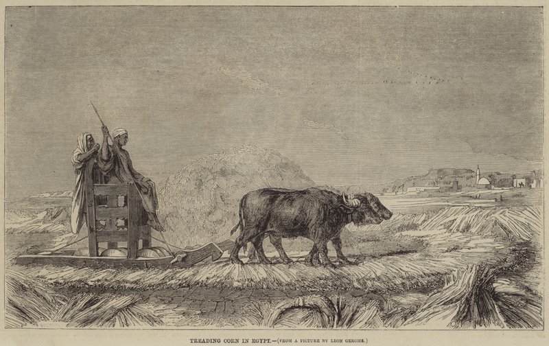 Šlapání kukuřice v Egyptě od after Jean Leon Gerome