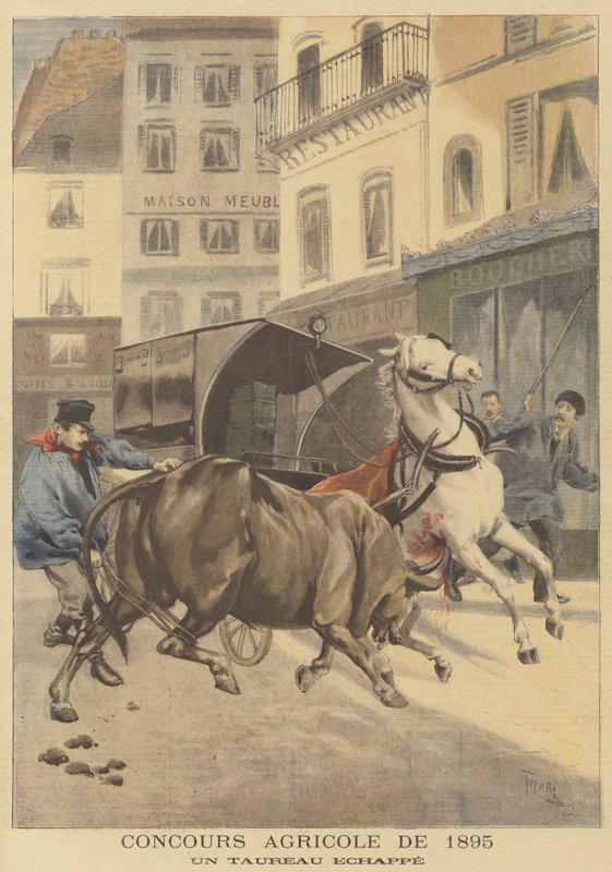 Zemědělská výstava z roku 1895. Býk na útěku od after Oswaldo Tofani