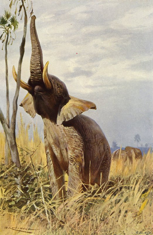 Slon africký od after Wilhelm Kuhnert