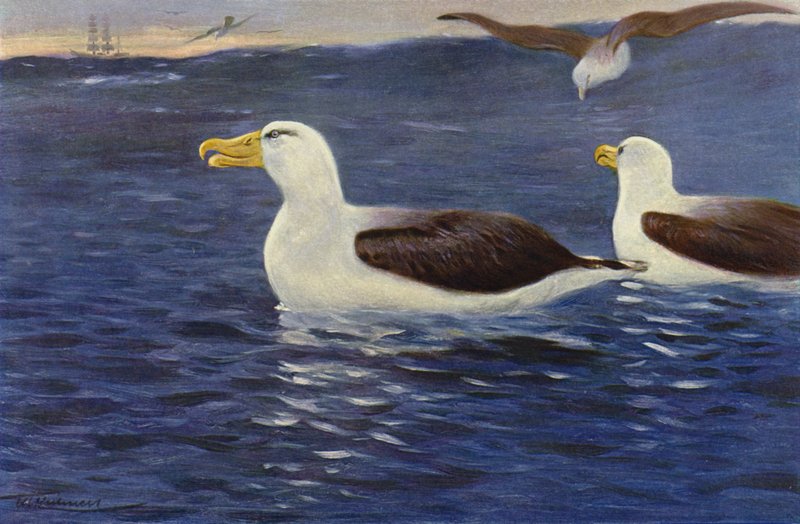 Albatros od after Wilhelm Kuhnert