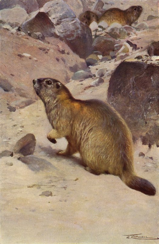 Svišť alpský od after Wilhelm Kuhnert