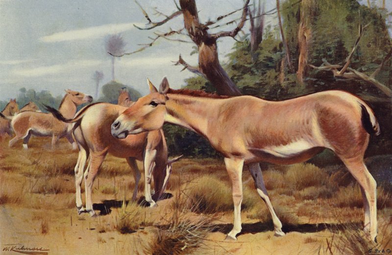 Asijský divoký osel od after Wilhelm Kuhnert