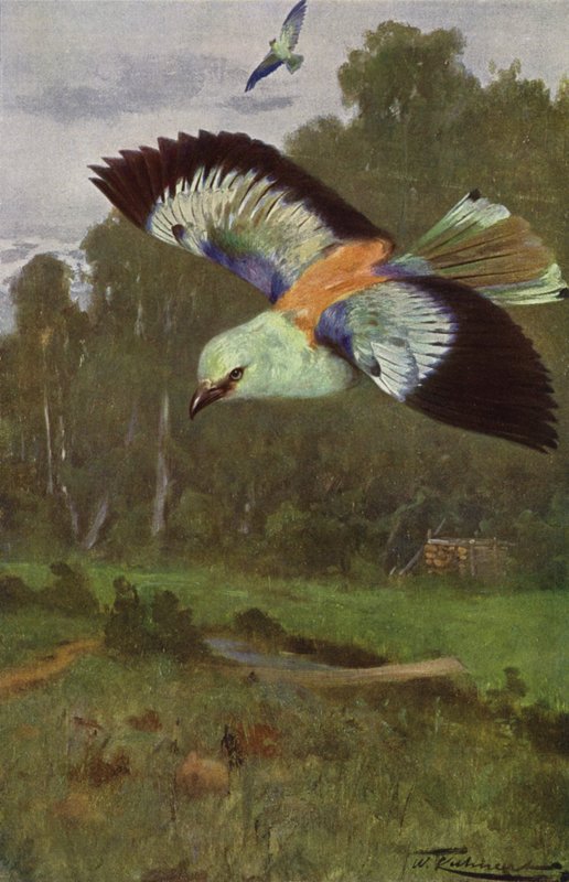 Modrý válec od after Wilhelm Kuhnert