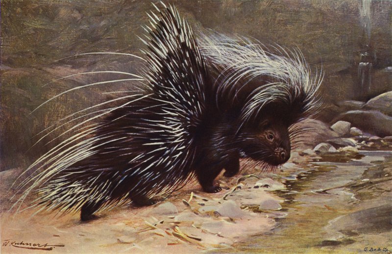Dikobraz chocholatý od after Wilhelm Kuhnert