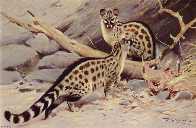 Dongola Genet od after Wilhelm Kuhnert