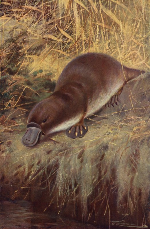 Kachní zobák od after Wilhelm Kuhnert