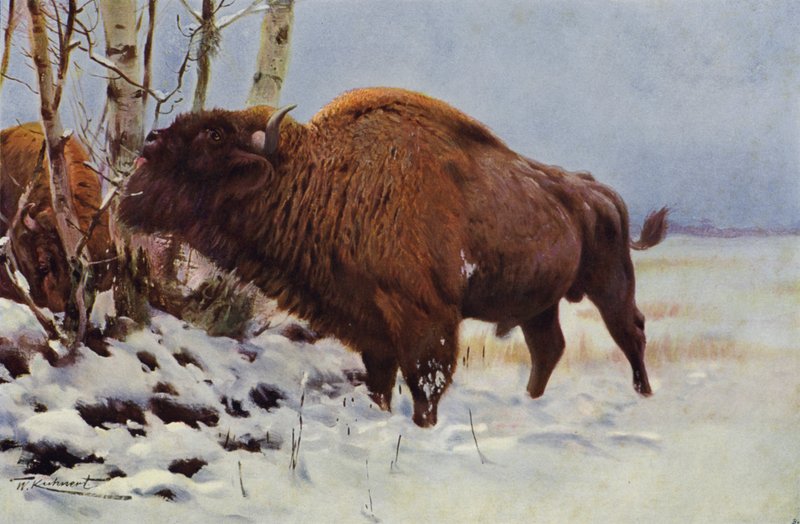 Zubr evropský od after Wilhelm Kuhnert