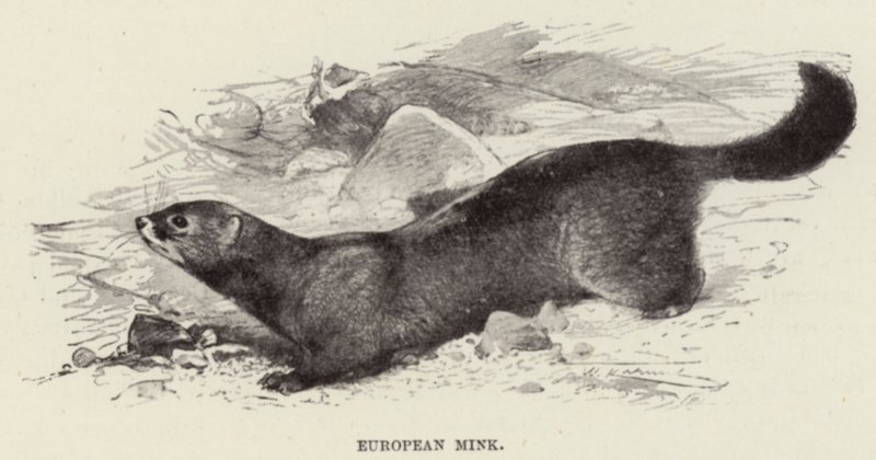 Norek evropský od after Wilhelm Kuhnert