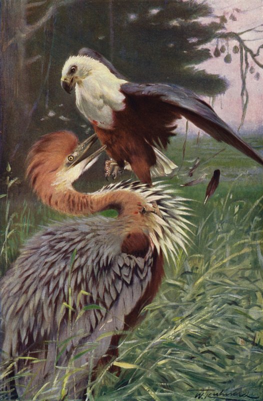 Volavka obrovská a Orel mořský od after Wilhelm Kuhnert