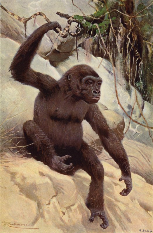 Gorila od after Wilhelm Kuhnert