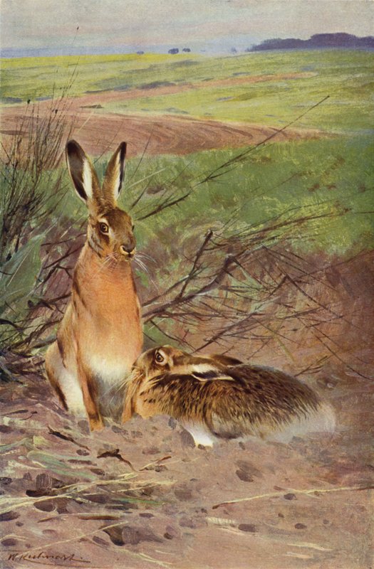 Zajíc od after Wilhelm Kuhnert