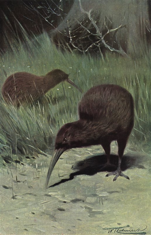 Kiwi od after Wilhelm Kuhnert