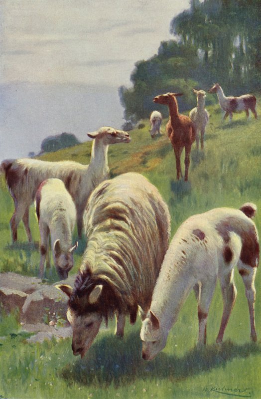 Lama od after Wilhelm Kuhnert