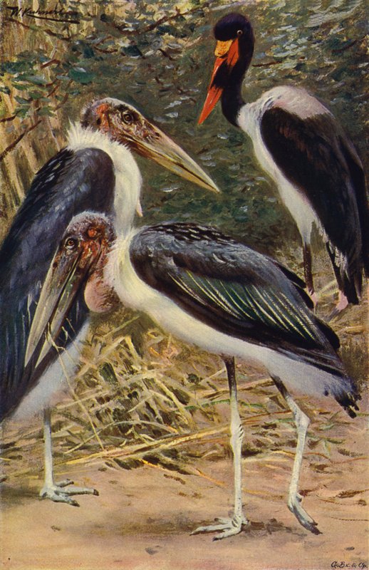 Marabou a Jabiru od after Wilhelm Kuhnert