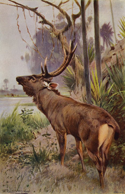 Sambar od after Wilhelm Kuhnert