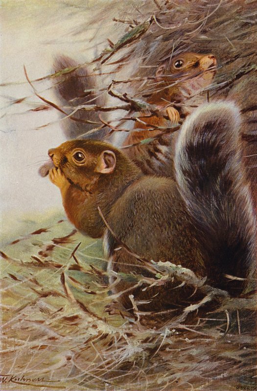 Svatý Pavel Veverka od after Wilhelm Kuhnert
