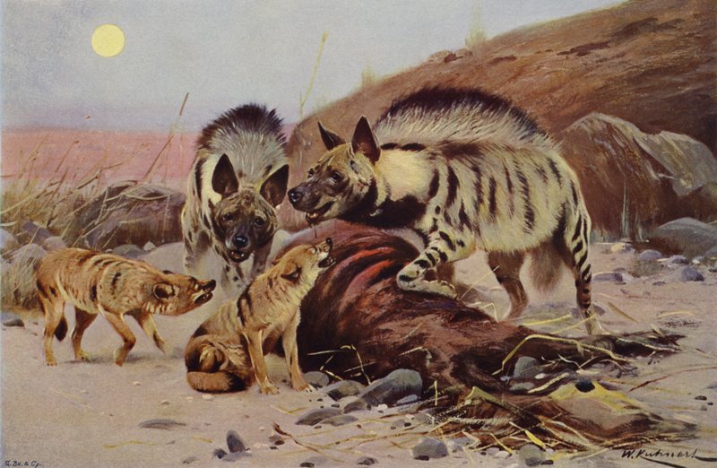 Hyena pruhovaná a Šakal od after Wilhelm Kuhnert
