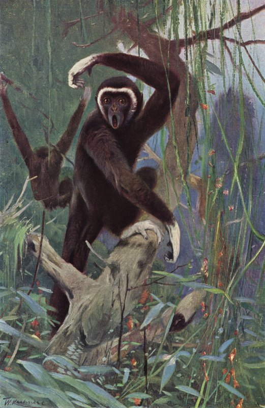 Gibbon běloruký od after Wilhelm Kuhnert