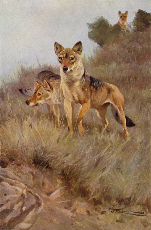 Vlk od after Wilhelm Kuhnert