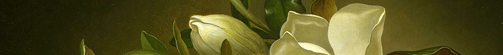 Magnolie na zlaté sametové tkanině (Martin Johnson Heade)