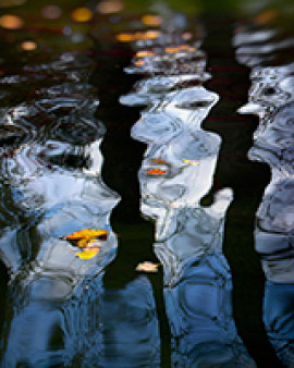 Shenshen Dou